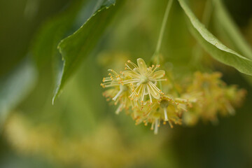Fototapeta premium beautiful delicate linden flowers with dew drops after rain