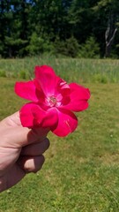 Flower for you