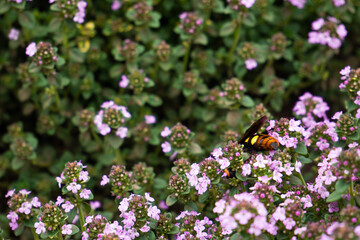 Green grass with small purple flowers of thyme on which a large insect sits