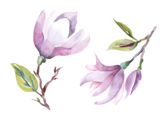 Watercolor Illustration of Magnolia Flowers.