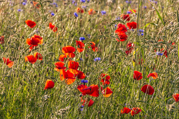 Fototapeta premium Feld von Mohn- und Kornblumen