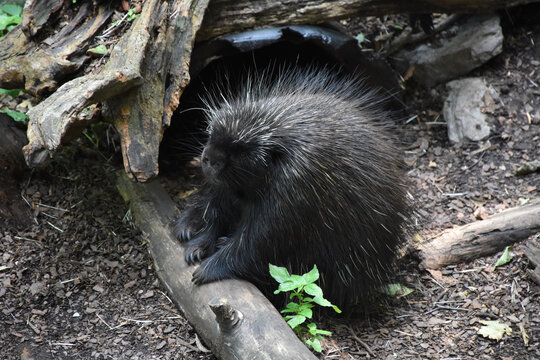 Looking into the Face of a Wild Porcupine
