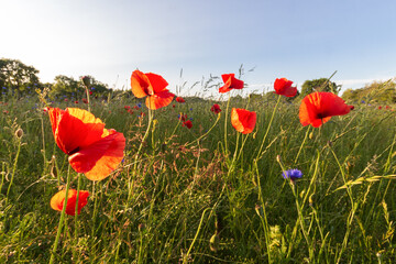 Obraz premium Zamknij si? Maków przeciw b ?? kitne niebo