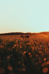 Dog in the dew