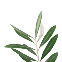 Obraz premium Olive tree branch isolated on a white background.