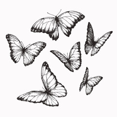 Vector vintage set of butterflies with different positions of wings in engraving style. Hand drawn illustration of nymphalid isolated on white. © mashikomo