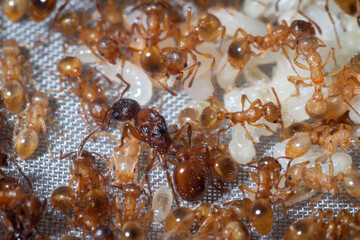 Myrmica rubra colony