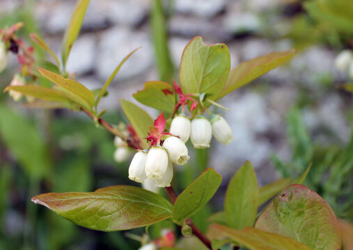 Myrtillier en fleurs