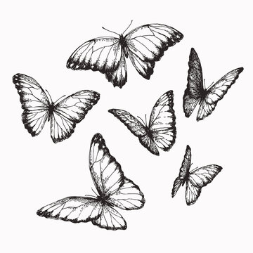 Vector vintage set of butterflies with different positions of wings in engraving style. Hand drawn illustration of nymphalid isolated on white.