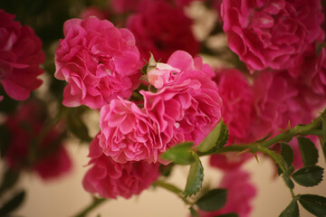 summer morning with the scent of roses and tea with milk