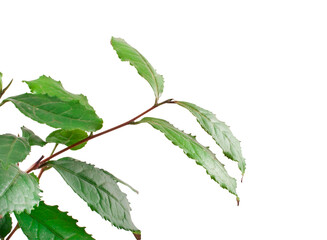 Fototapeta premium Green tea leaves isolated on a white background.