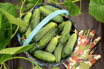 Basket with fresh cucumbers and garden gloves on a background of the greenhouse. Close-up