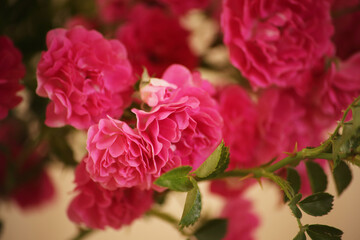 summer morning with the scent of roses and tea with milk