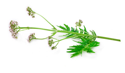 Valerian herb flower with leaves isolated on a white background.