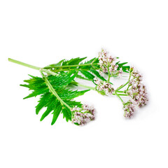 Valerian herb flower with leaves isolated on a white background.