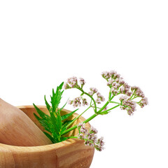 Valerian herb flower with leaves isolated on a white background.