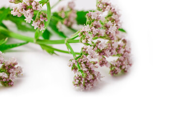 Valerian herb flower with leaves isolated on a white background.