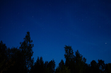 Night starry sky with black trees