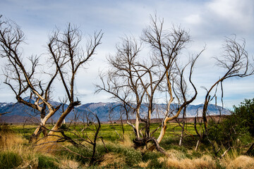 charred burned trees remain months after wildfire swept thru California landscape