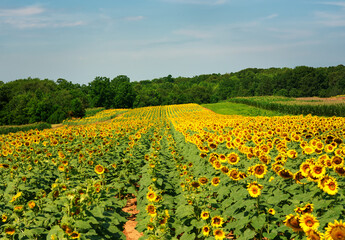 Fototapeta na wymiar A large field of beautiful sunflowers in bloom.