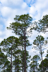 Tall conifers reaching to the cloudy sky