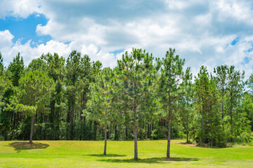 Fototapeta na wymiar Green lawn with trees and woods