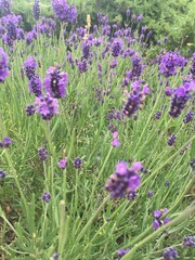 lavender flowers in the garden