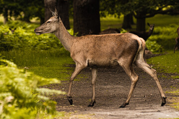 doe deer in the woods