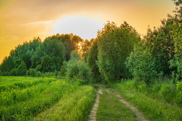 Sunset over the field. Summer natural background