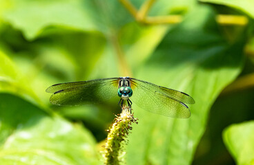 Green Dragonfly