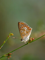 Macro shots, Beautiful nature scene. Closeup beautiful butterfly sitting on the flower in a summer garden.

