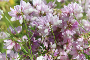 Many small flowers in the field in summer