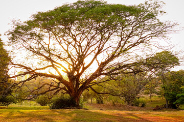 Fototapeta premium tree in the park
