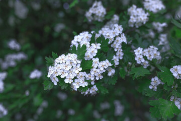 flowers in the garden