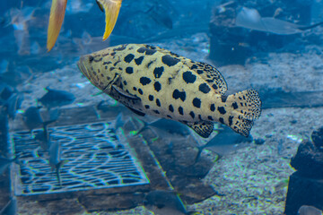 Mycteroperca rosacea (leopard grouper) in the large aquarium is a grouper from the Eastern Central Pacific. It grows to a size of 86 cm in length. Sanya, Hainan, China.