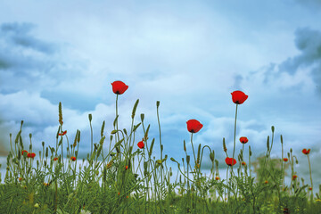 poppy flowers in field