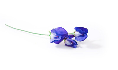 Blue sweet pea flower isolated on a white background.