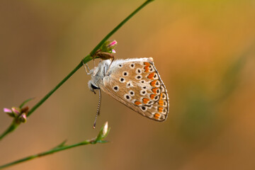 Macro shots, Beautiful nature scene. Closeup beautiful butterfly sitting on the flower in a summer garden.

