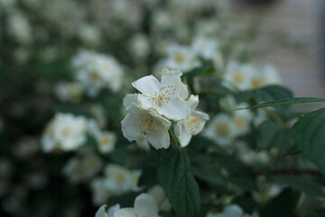 butterfly on a flower