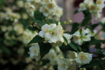 apple tree flowers