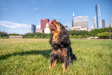Cute dog playing in the grass in a park with a city skyline beyond. Cavalier King Charles Spaniel....