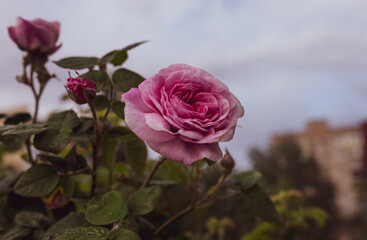 pink rose in the garden