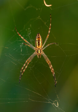 Beautiful spider on a spider web 