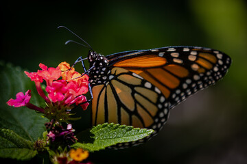 Fototapeta premium Closeup of butterfly on flowers