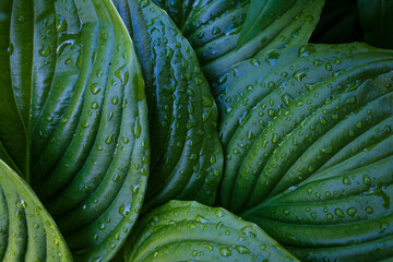 Obraz premium green leaf texture