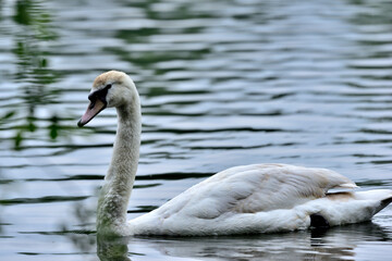 Full body Mute swan swimming