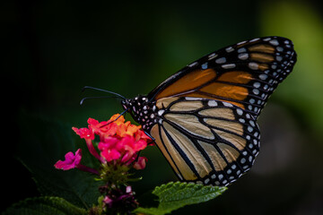 Closeup of butterfly on flowers
