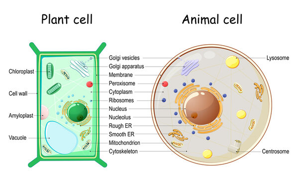 Plant cell and Animal cell structure. Stock Vector | Adobe Stock
