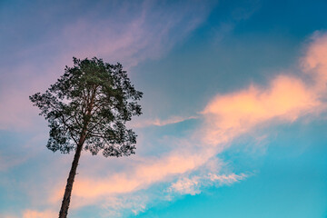 Lone pine tree in the sunset sky with colorful clouds