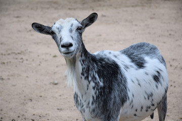 a beautiful gray goat on a sandy ground posing at the camera, the animal is watching with interest, the representative of the fauna